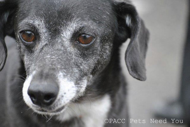 PACC PETS